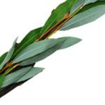 Set de 4 espèces pour Souccot Cedrat – Palmier – Myrthe – Saule
